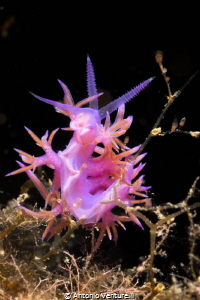 nudibranch macro with lens60 mm by Antonio Venturelli 